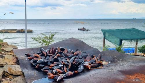 Mussel farm "Lost Paradise"
